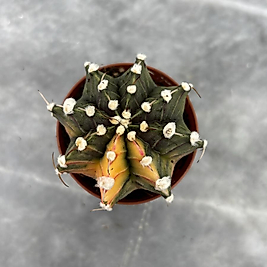 Gymnocalycium Variegata No:20