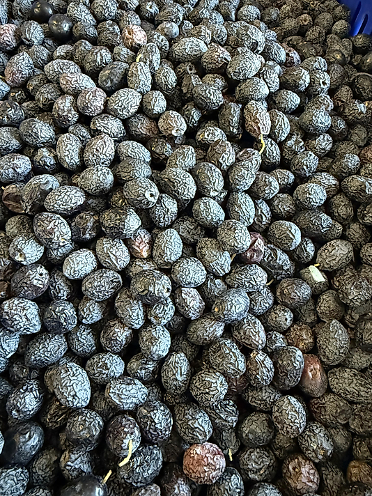 6 kg Kıvırcık Ham Gemlik zeytini