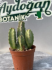 Euphorbia Resinifera