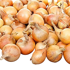 KURU SOĞAN YENİ