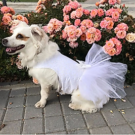 Köpek Gelinliği