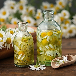 %100 Tıbbi Papatya - Mayıs Papatyası  (Matricaria Recutita Flower Oil) Maserasyon Seyreltilmemiştir ve Esans İçermez!