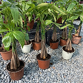 Pachira para ağacı