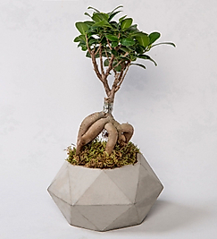 Beton Saksıda Ficus Gingsey Bonsai