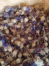 Fırsat Kapısı PEYGAMBER ÇİÇEĞİ 150 GR