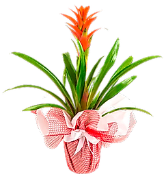 guzmania