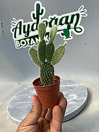 Opuntia