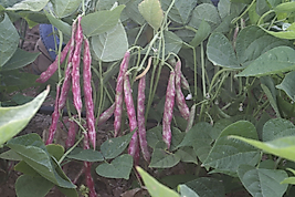 Buse Alacalı Barbunya tohumu oturaktır.100 Gram.