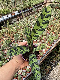 Calathea Lancifolia Dua Çiçeği
