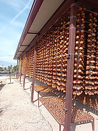 Cennet Hurması (iri boy) AY SONU SİTEMİZDE !