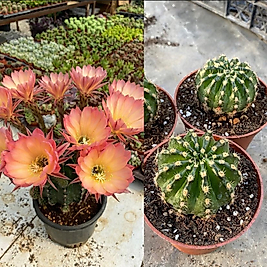 Echinopsis hybrid