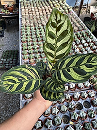 Calathea Makayona
