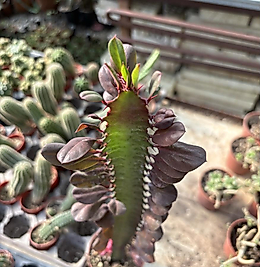 Süt Ağacı Kaktüsü Bordo