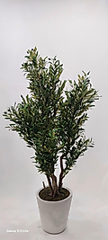 Tırtıklı Plastik saksıda Zeytin Ağacı - 160 cm