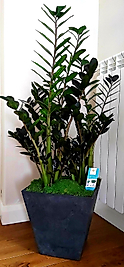 Zamia Büyük Boy