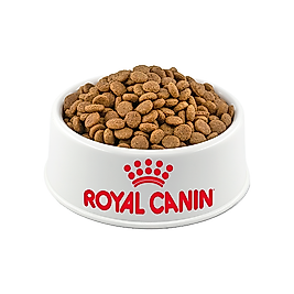 Açık Royal Canin British Shorthair Açık Yetişkin Kedi Maması