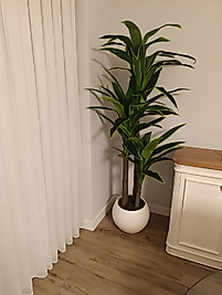 Beyaz Plastik Küre saksıda 3lü Yuka