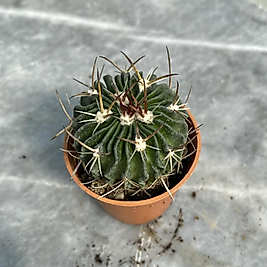 Stenocactus 5,5cm saksıda