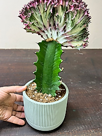 Euphorbia Lactea Cristata Kaktüs