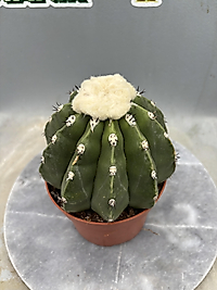 Melocactus Maxonii İnermis