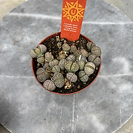 Lithops Yaşayan Taş 8.5cm Saksı