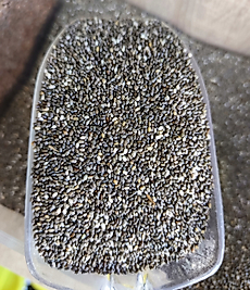 150  gr CHİA tohumu