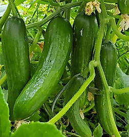 HIYAR (500 gr)