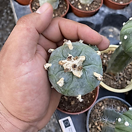 Lophohora Williamsi Peyote kaktüsü