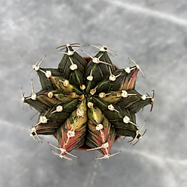 Gymnocalycium Variegata No:15