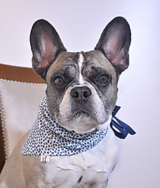 Mavi Yeşil Noktalı Bağlamalı Kedi ve Köpekler için Bandana