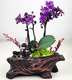 Mini Orkide Sırt Sırta Bir Ömür