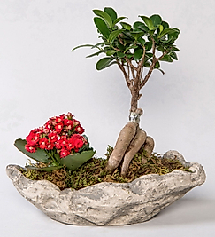 Dekoratif Saksıda Ficus Gingsey Bonsai ve Kalanchoe