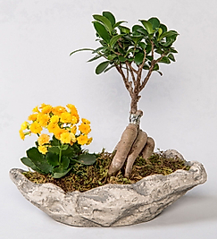 Dekoratif Saksıda Ficus Gingsey Bonsai ve Kalanchoe