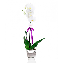 White Phalaenopsis Tekli Orkide