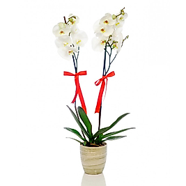 White Phalaenopsis Çiftli Orkide