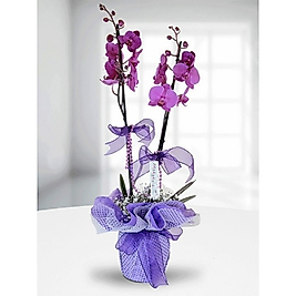 Purple Phalaenopsis Çiftli Orkide