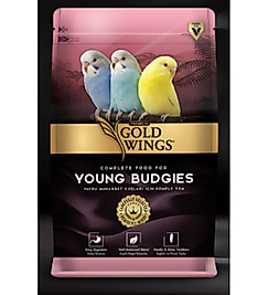 gold wings young budgıes