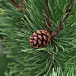 Çam Ağacı Hidrosolü ( Pinus Sylvestris)