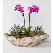 Dekoratif Saksıda Mini Mor Orkide