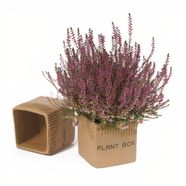 PLANT Dekoratif Seramik Saksı Orta Boy (1 Adet) ( Box) Bitki Saksısı