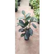 Yeşil Kauçuk Ficus Robusto -ÇİFT GÖVDELİ