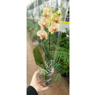 Canlı Orkide Çiçeği -Phalaenopsis -Büyük Boy Özel Renk