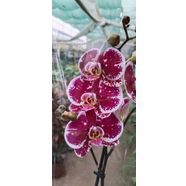 Canlı Orkide Çiçeği -Phalaenopsis -Büyük Boy Özel Renk