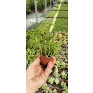 Prenses Çamı (Crassula Muscosa) 5.5cm saksıda