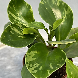 Peperomia