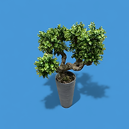 Bonzai Ağacı