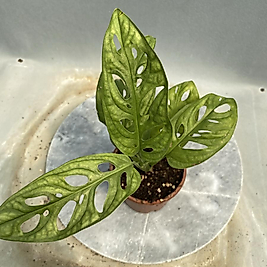 Monstera Monkey Mask