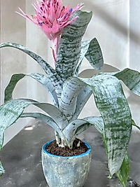 Aechmea