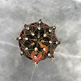 Gymnocalycium Variegata No:37