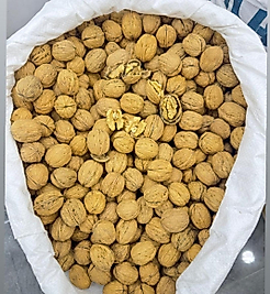 EXTRA İNCE KABUKLU ŞİLİ CEVİZİ (ÇUVAL=25 KG)